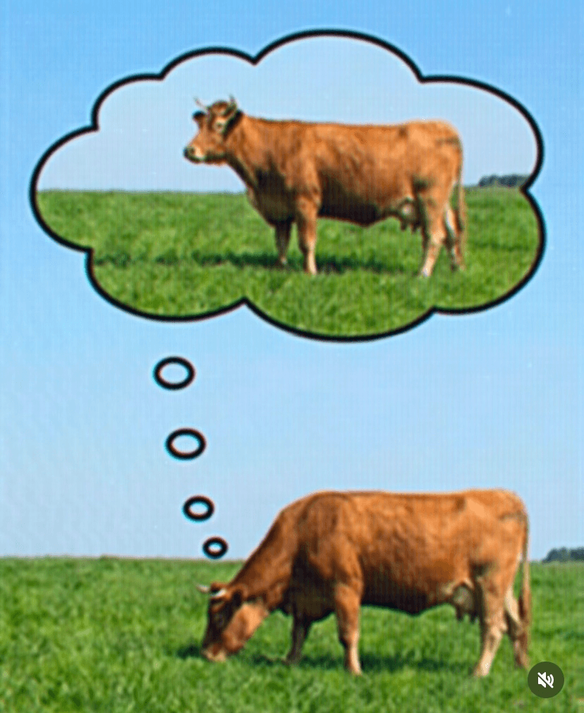 Cows
